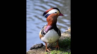 The Mandarin Duck in Berlin, Germany!