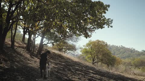A man and his dog walking in a forest on a sunny day