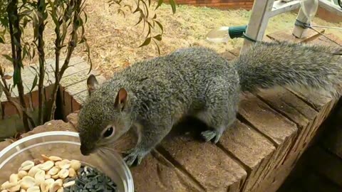 My cute friend Mika The Squirrel 🐿️🥰