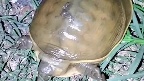 Turtle videos || Indian turtle || baby turtle videos..