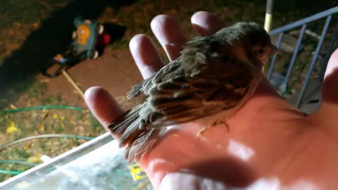 A Bird Saved from the Irrigation Ditch Poops on the Guy who Saved it.