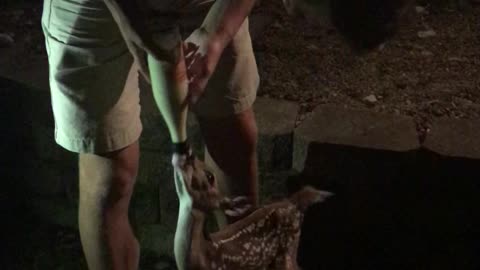 Abandoned baby Fawn finds new family