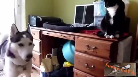 This is how Cats and Dogs react the first time they met