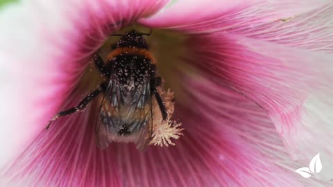 Wildflower Mix – Biodiversity – 62 varieties • Organifer