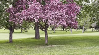 Amazing red flower tree 🌲 in Edmonton Canada