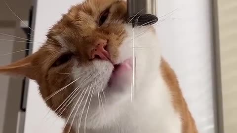 this is how cats drink water, it's amazing