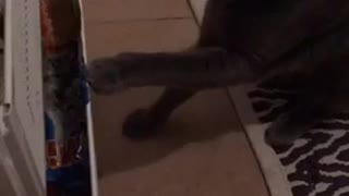 Grey cat trying to pull item out of white drawers