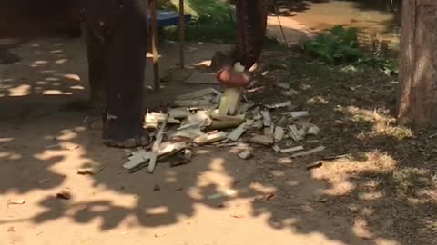 Elephant 🐘 getting food