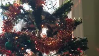Cute cat obsessed with Christmas tree ornaments