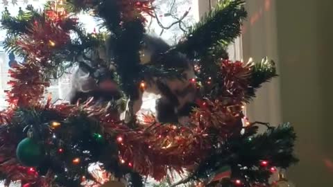 Cute cat obsessed with Christmas tree ornaments