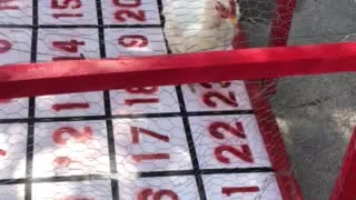 Chicken shit bingo