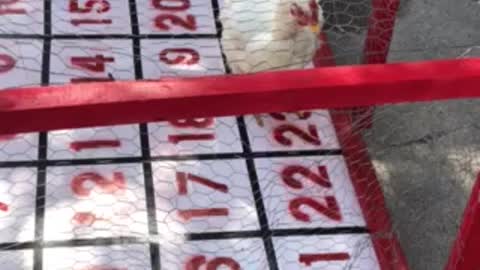 Chicken shit bingo