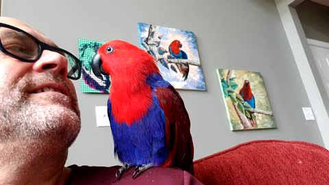 Peek-a-boo Parrot