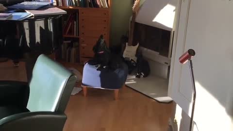 Melodious Swedish dog accompanies owner's piano playing