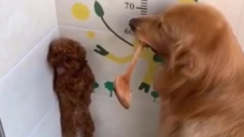 Two funny dogs are doing their funny activities