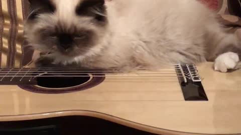 Baby Bella tries to play guitar