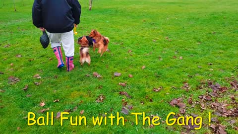 " Doggy Ball Fun ! " : With the Gang :-)