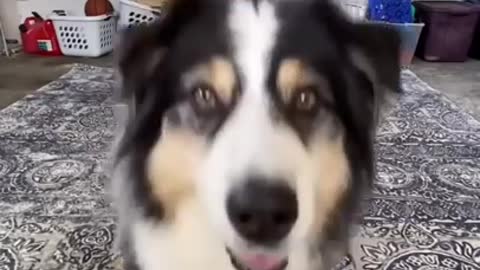 My Dog filmed his first tiktok