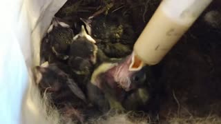 Woman Becomes Mum For 7 Baby Birds Abandoned In Garden