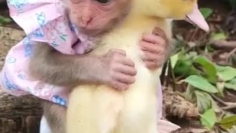 Monkey hugs duck