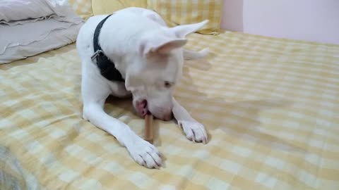 Alia Enjoying Pedigree Dentastix Oral Care Treats - #dogtreats #dogfeeding #dogeating