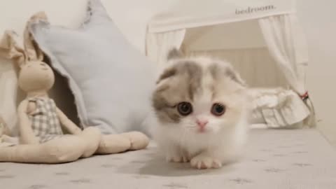 cute short legged cat kittens videos if you liked cats