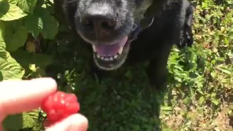 Black dog about to eat red fruit outside boomerang