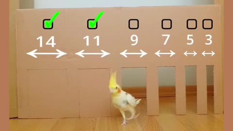 Clever Cockatiel Navigates Tricky Maze: A Feathered Genius!