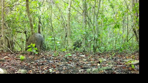 fauna de laselva baja de san luis potosi