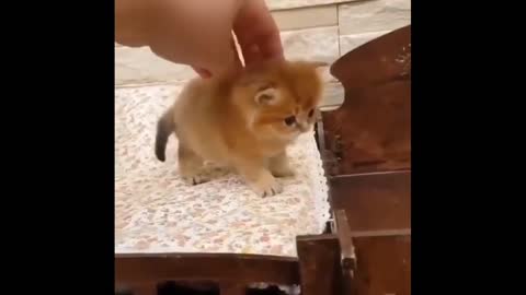 Baby cats playing with owner