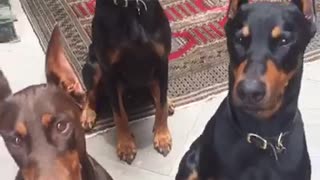 Black and brown dogs running around with one another