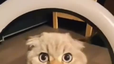A Cute Cat is Making a Tiktok Video