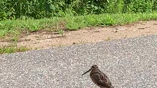 Bird Busts Out Some Sweet Moves