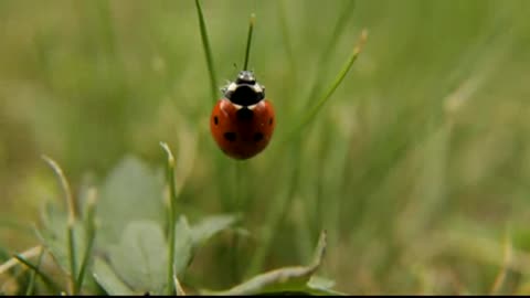 phil fried ladybug ladybird