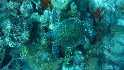 Green Turtle being Groomed