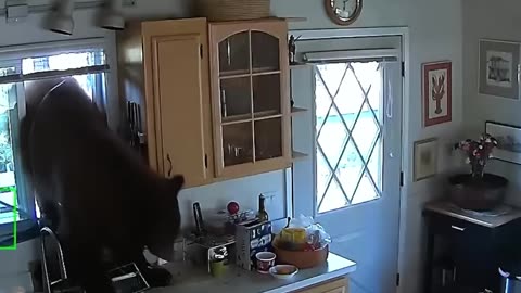 12 Scariest Bear Encounters Caught on Security Cam