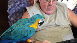 Charley blue and gold macaw saying rock and roll