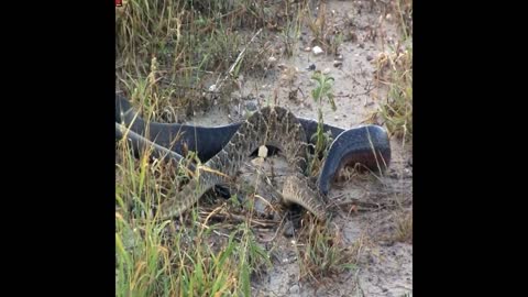 Snake attack snake, a cold bloody battle in the desert