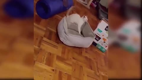 Cat carrying your bed.