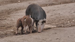 Hilarious Pigs Surround Their Mother For Breastfeeding Milk