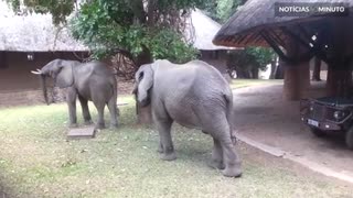 Elefantes invadem recepção de hotel na Zâmbia