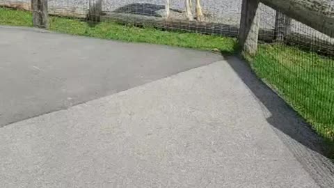 Hand feeding a Giraffe in West Virginia