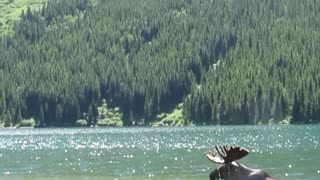 Woman Sings Cute Song About Swimming Moose, Until He Gets Too Close