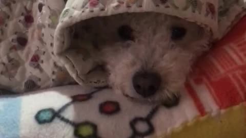 puppy with blanket