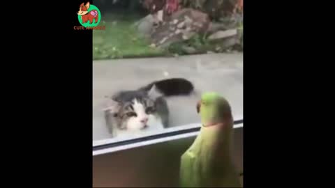 Cat and Parrot playing Hide & Seek 🐱🦜 Funny Animals