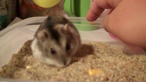 Cute Russian hamster playing in the sandbox