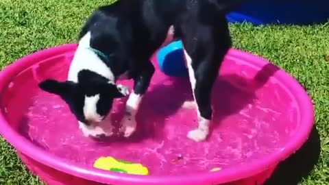 Doggy play with boll's