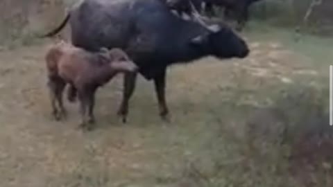 the leopard attacked the buffalo calf