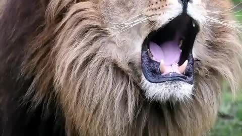 Lion roar | natural sound | hear amazing sound of lion