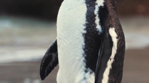A cute penguin scratching its heart